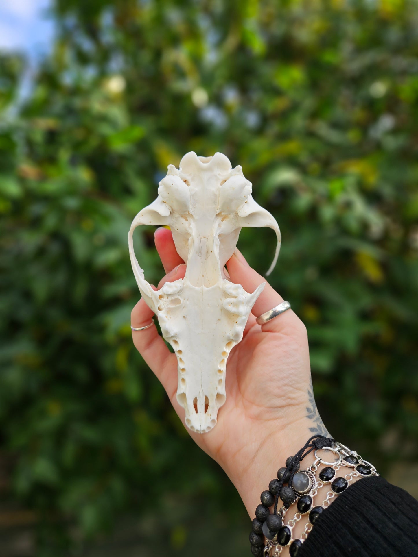 Fox skull