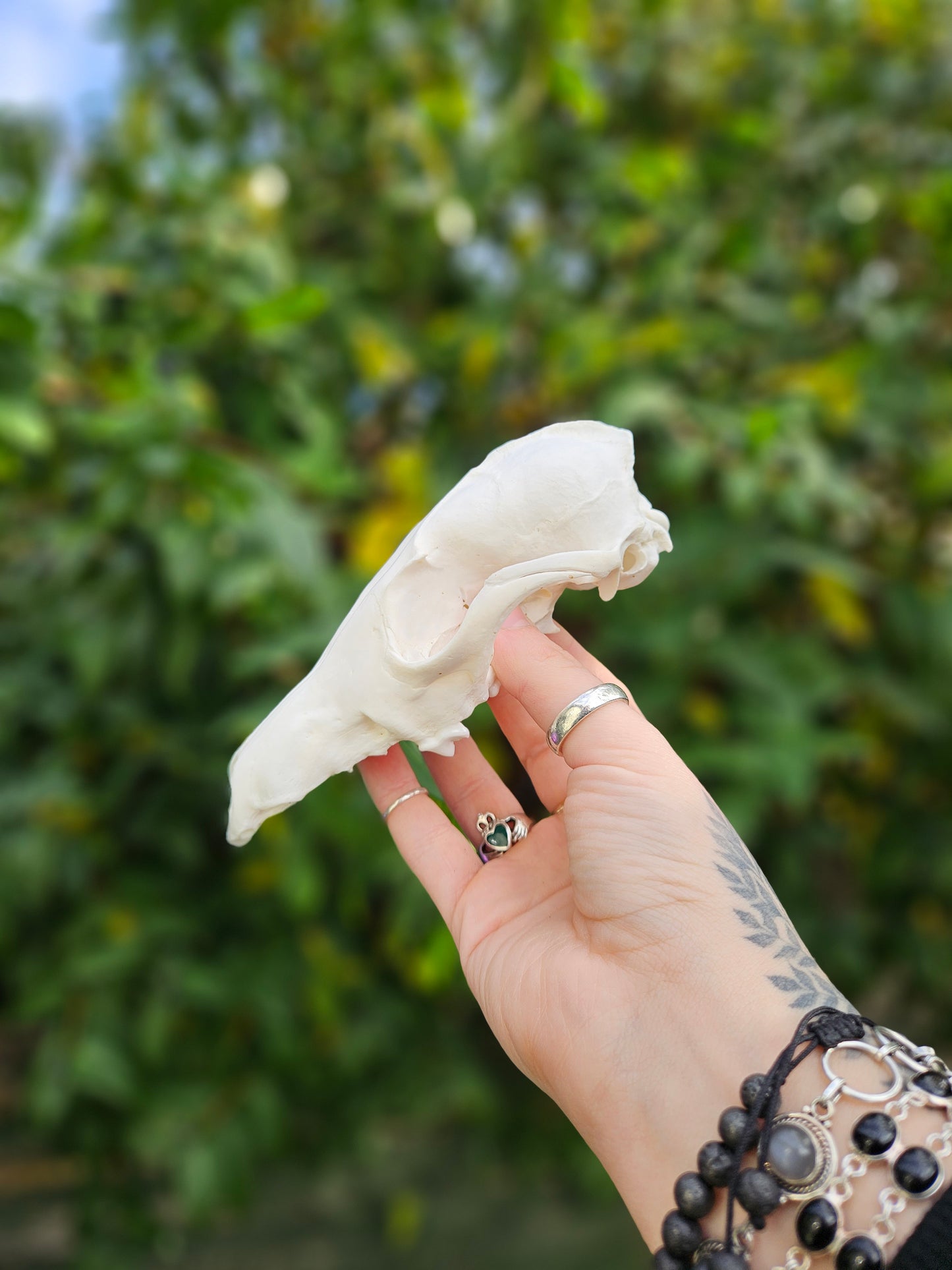 Fox skull