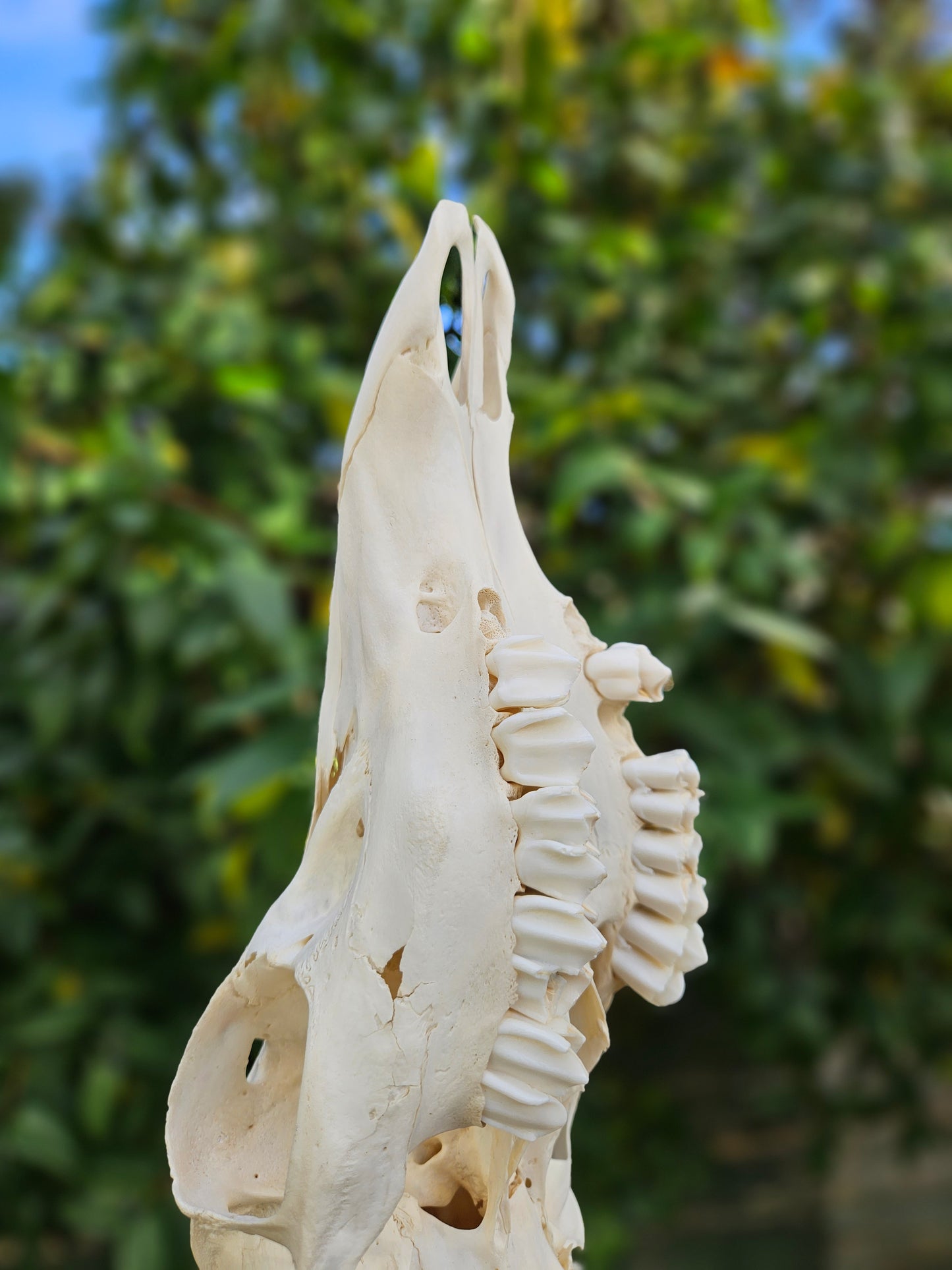 Red deer skull