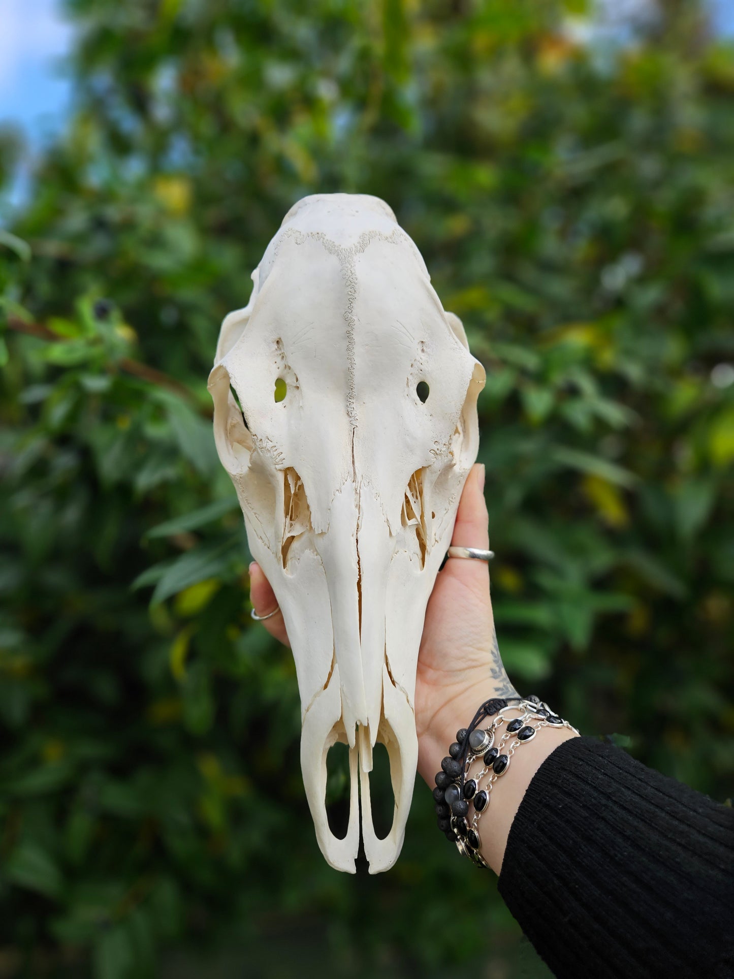 Red deer skull
