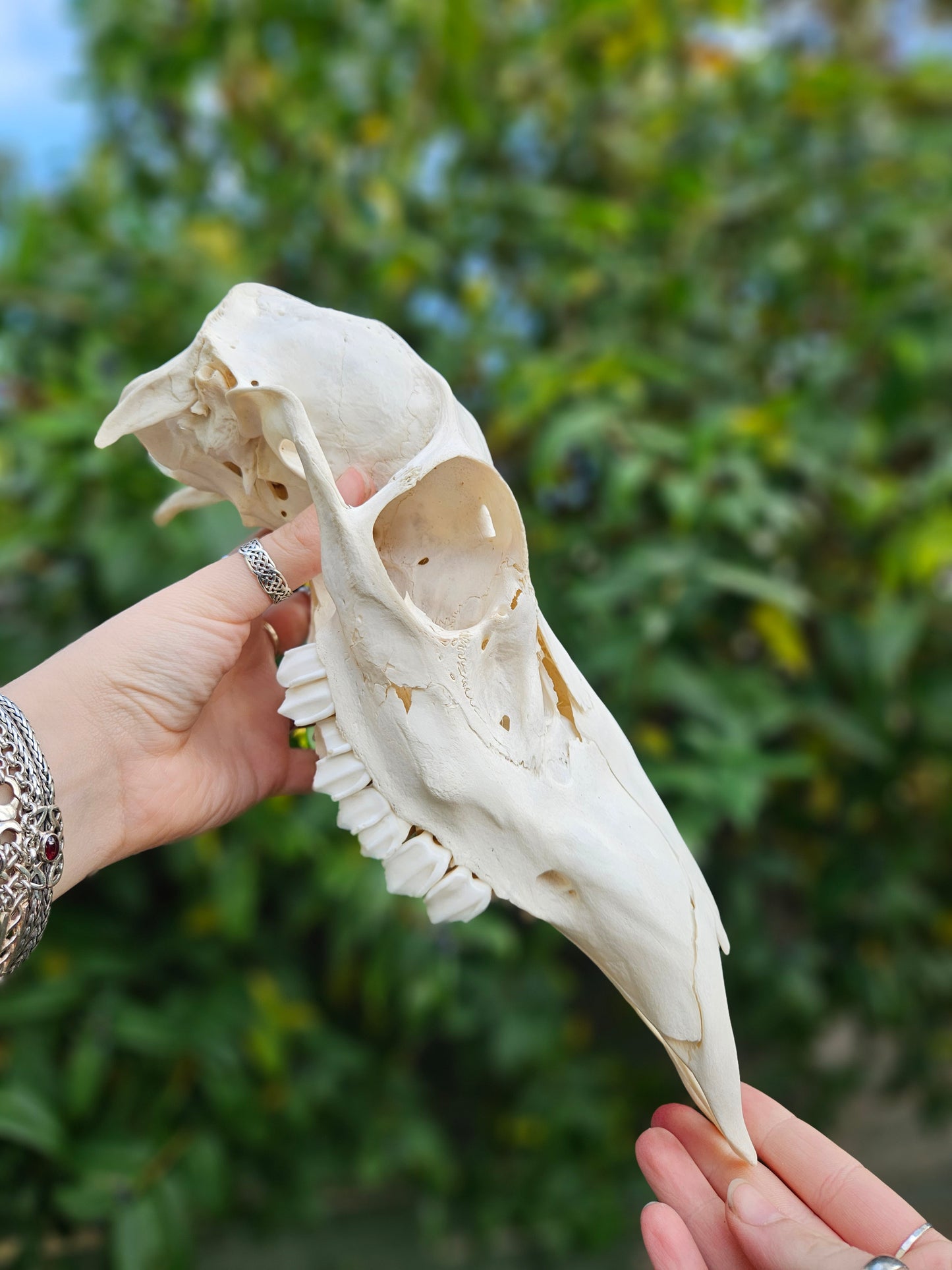 Red deer skull