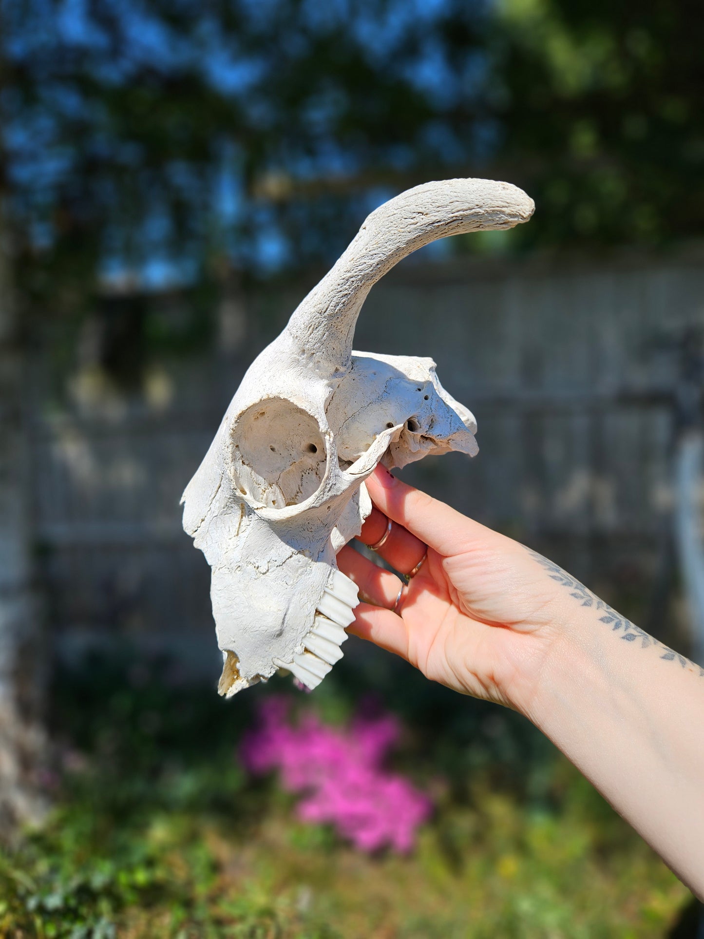 Horned sheep skull