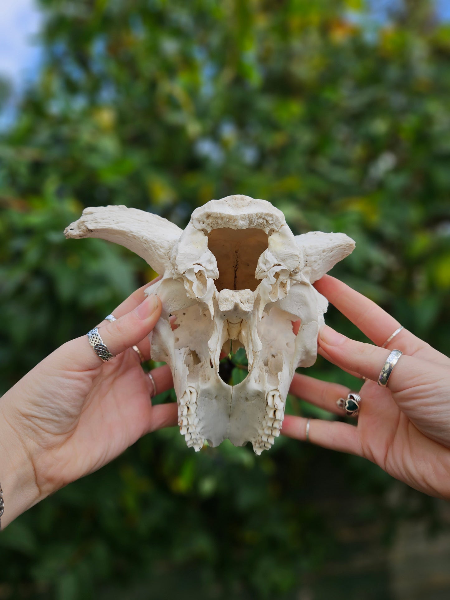 Horned Sheep Skull