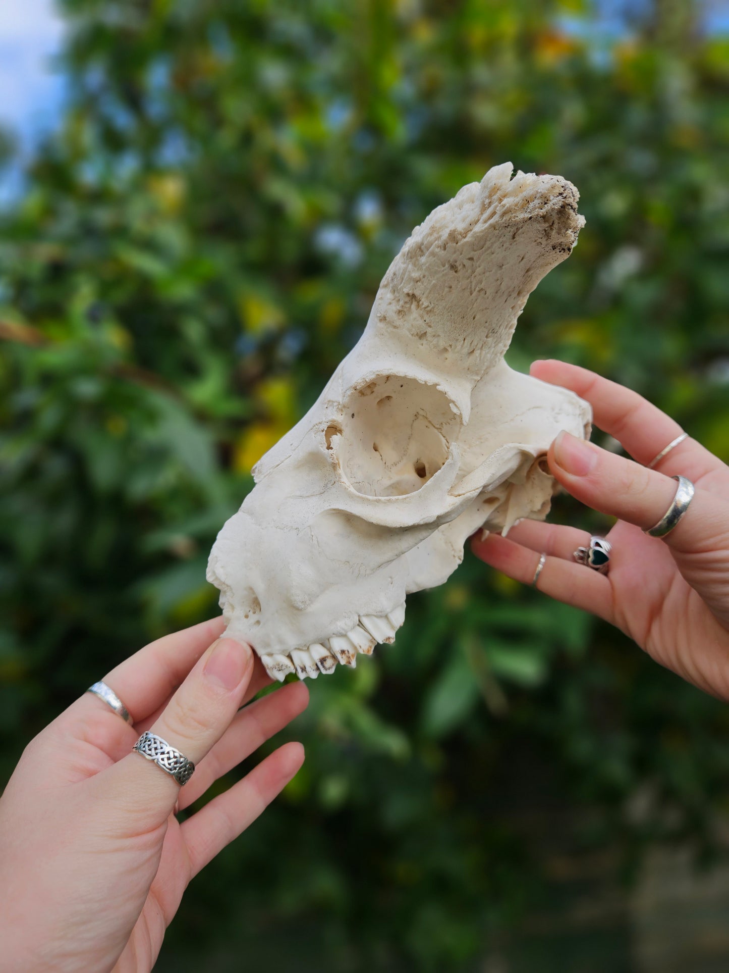 Horned Sheep Skull
