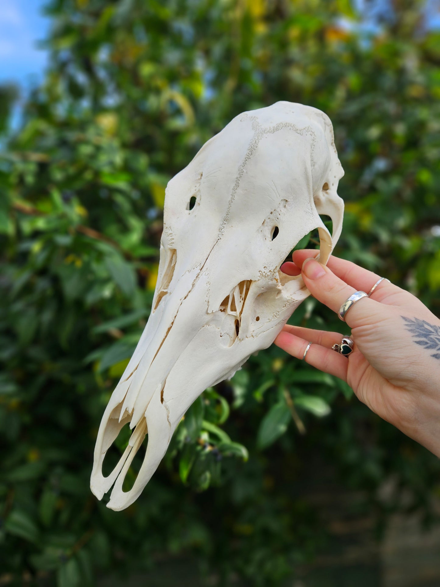 Red deer skull