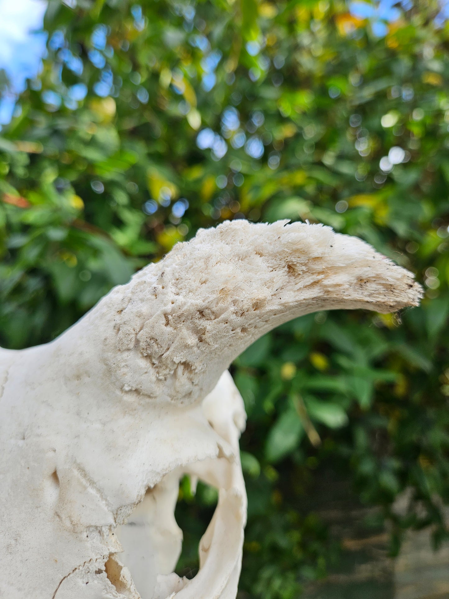 Horned Sheep Skull