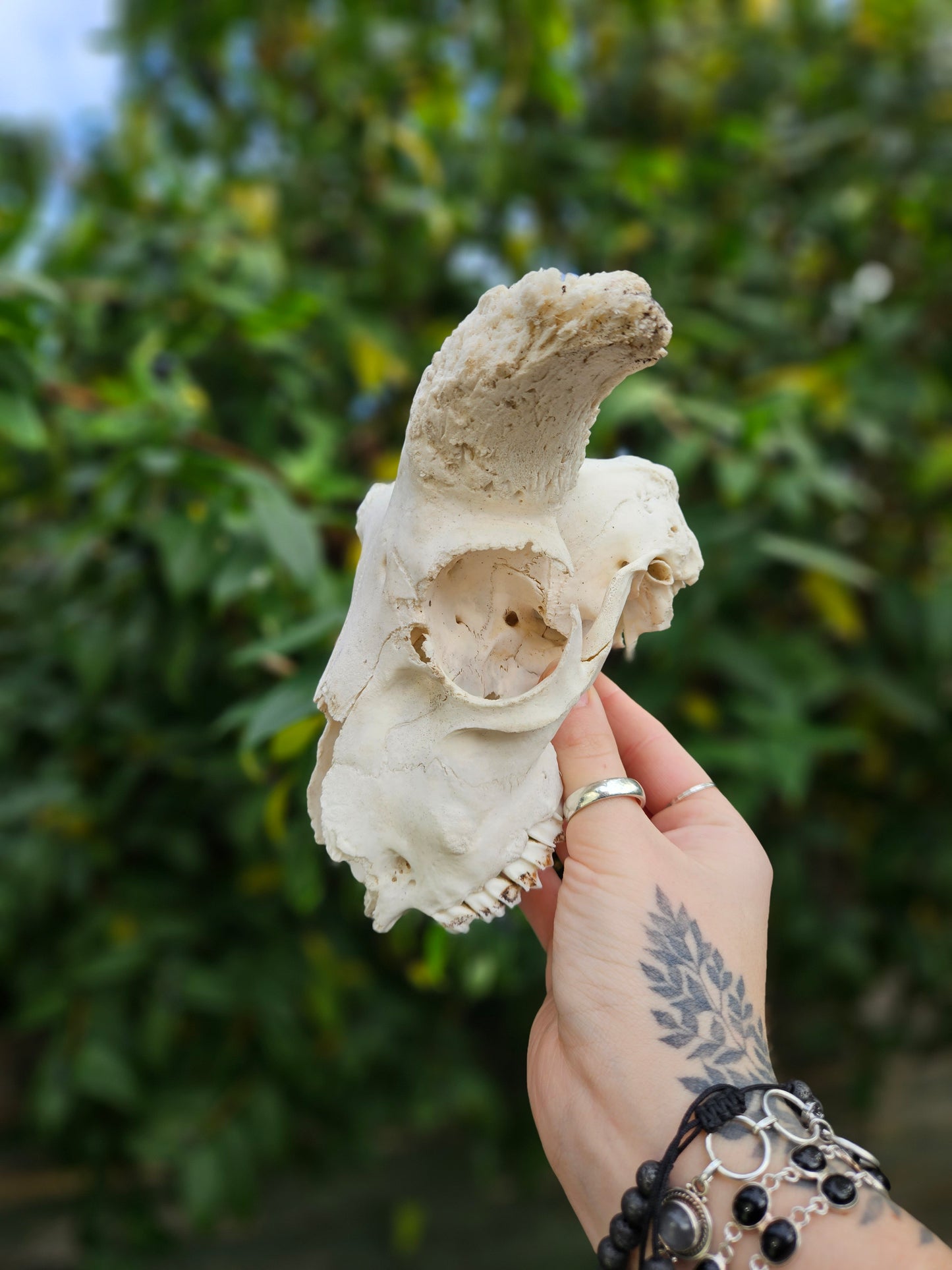 Horned Sheep Skull