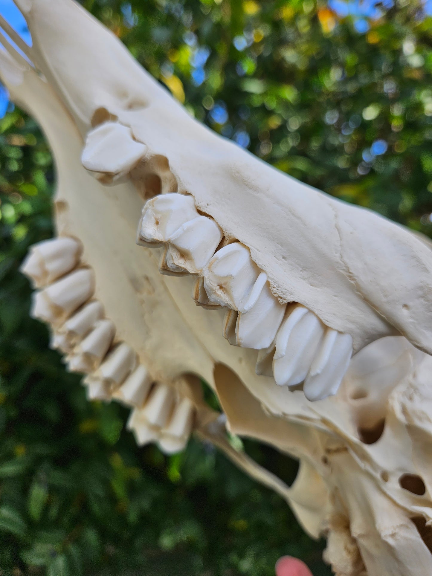 Red deer skull