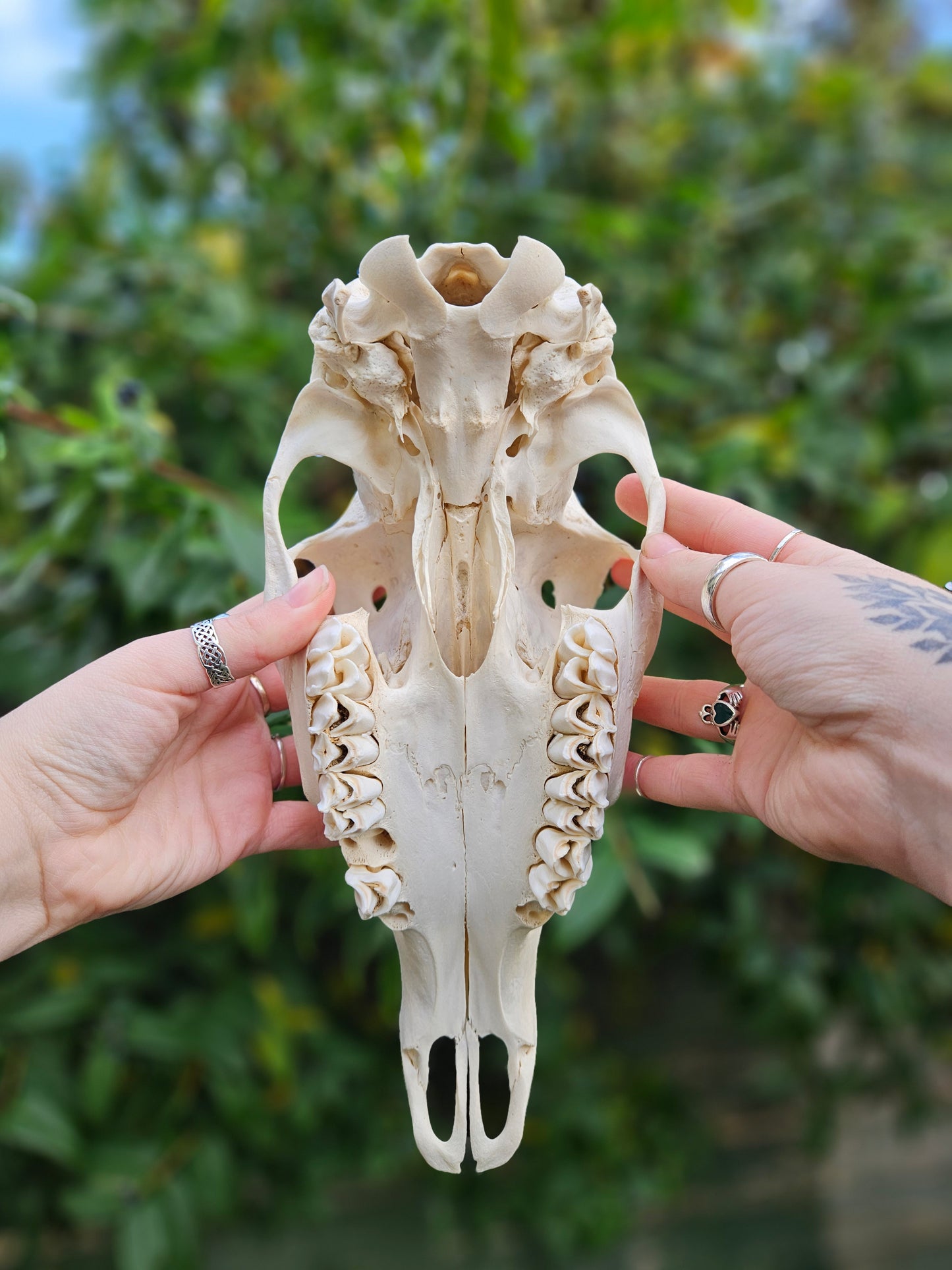 Red deer skull